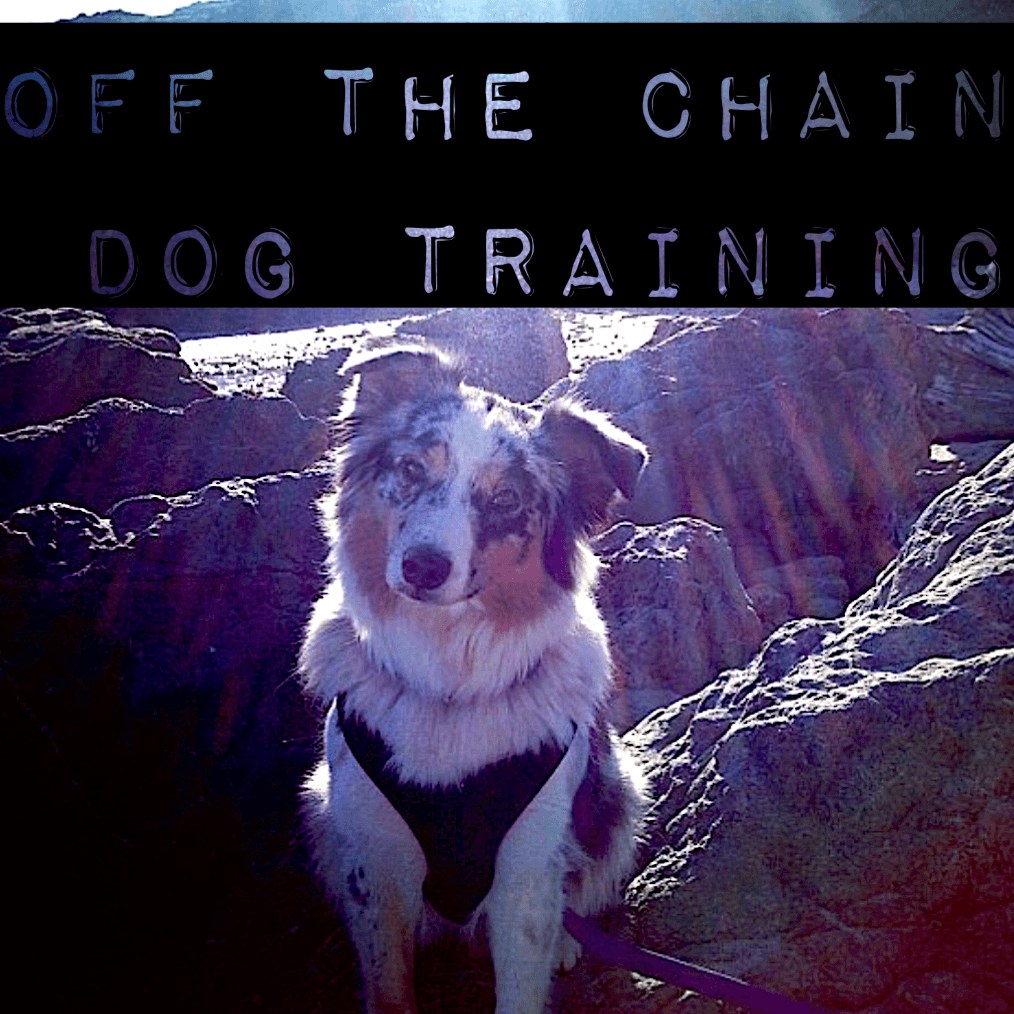 Off The Chain Dog Training