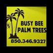 Busy Bee Palm Trees