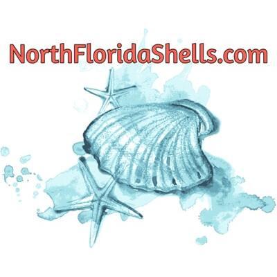 NorthFloridaShells.com