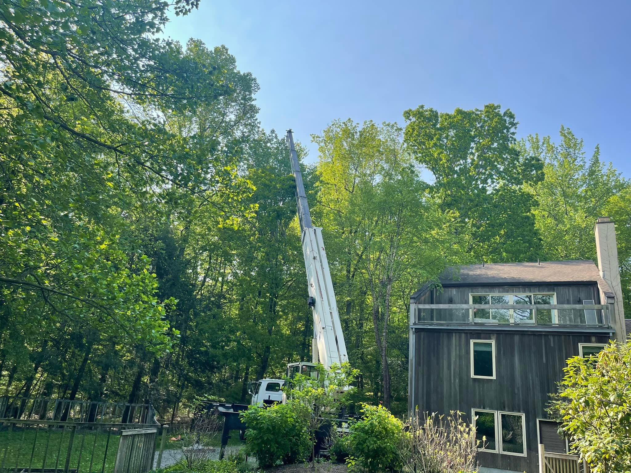 Jeovany's Tree Service