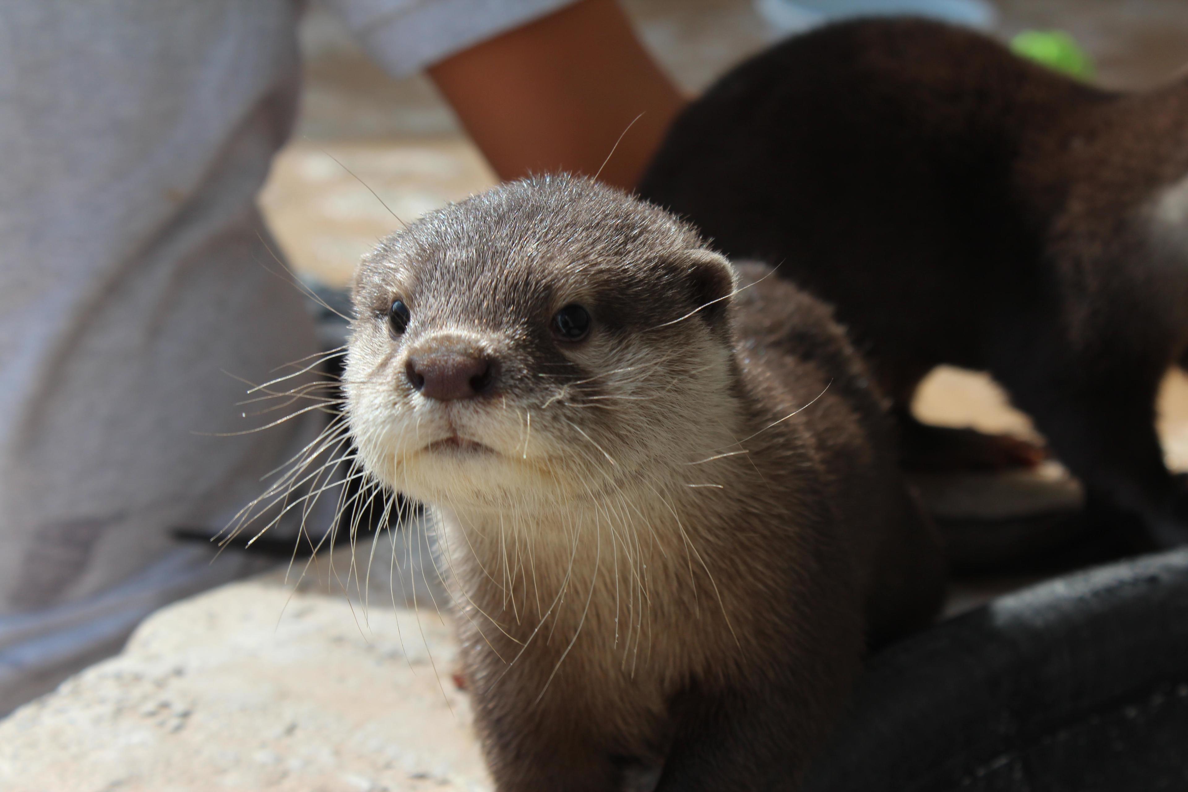 Asian small clawed otter