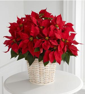 The FTD� Red Poinsettia Basket (Large) B11-3602