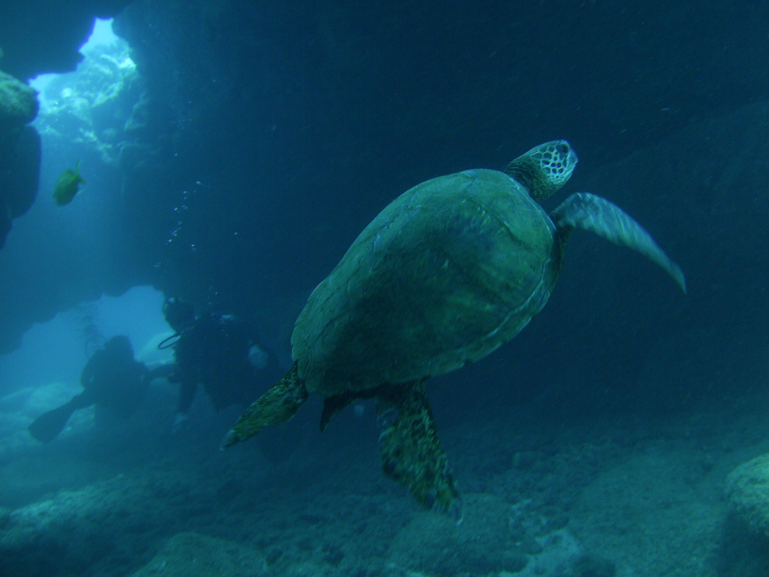 Hawaiian Green Sea Turtle (Honu) - Seasport Divers