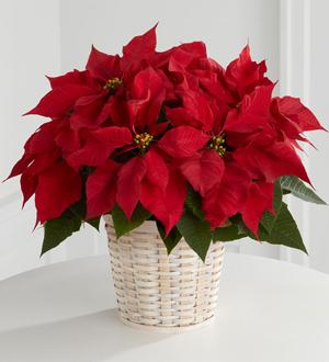 The FTD� Red Poinsettia Basket (Small) B11-3601