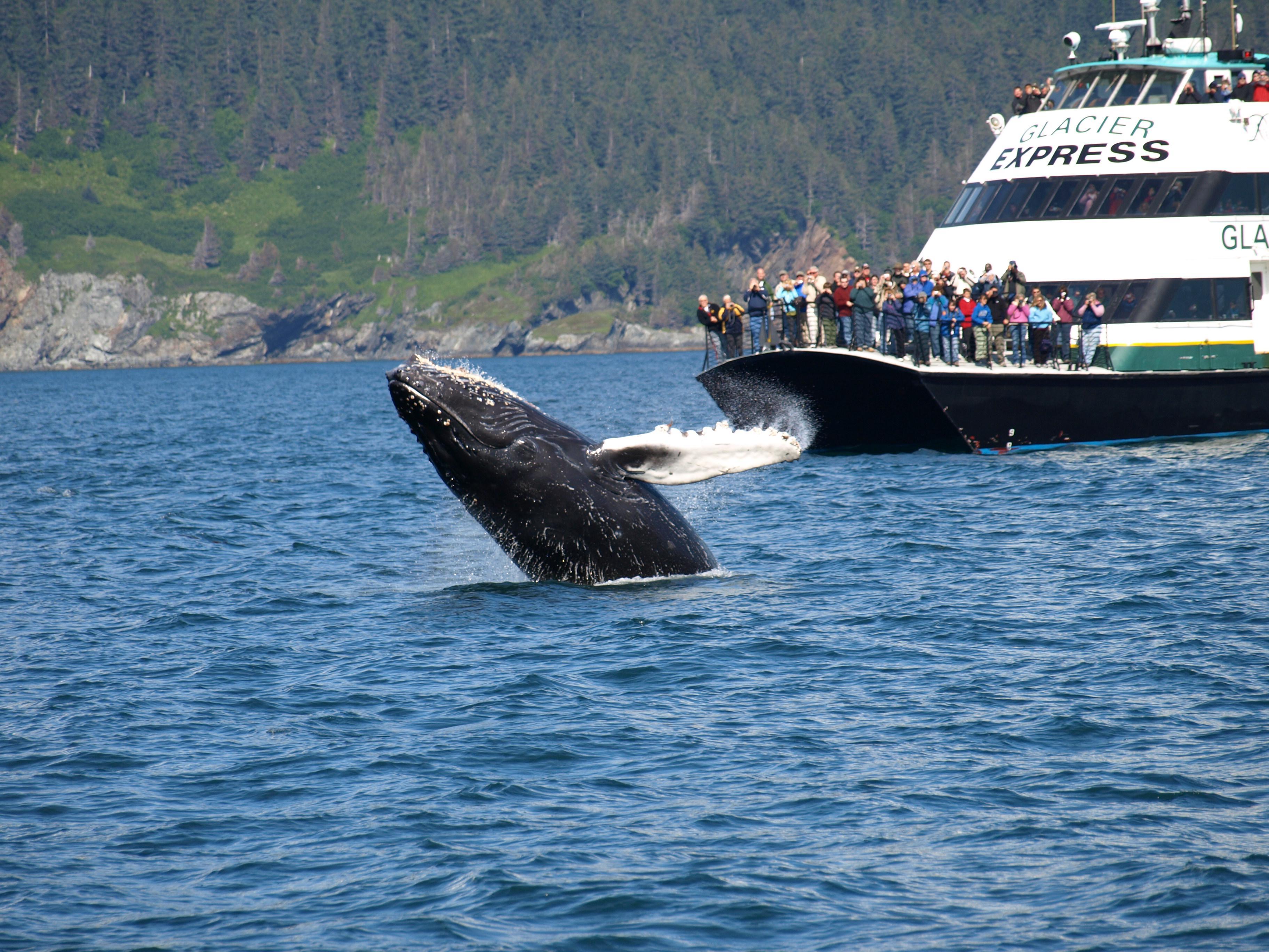 Humpback whales abound in Alaska's coastal waters.