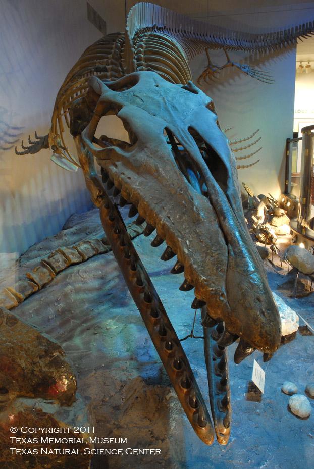 Onion Creek Mosasaur