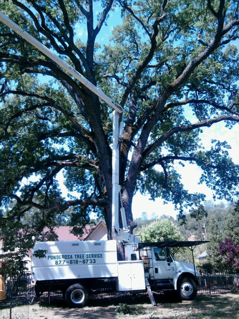 65 Foot Aerial  Bucket Truck for your Large Jobs