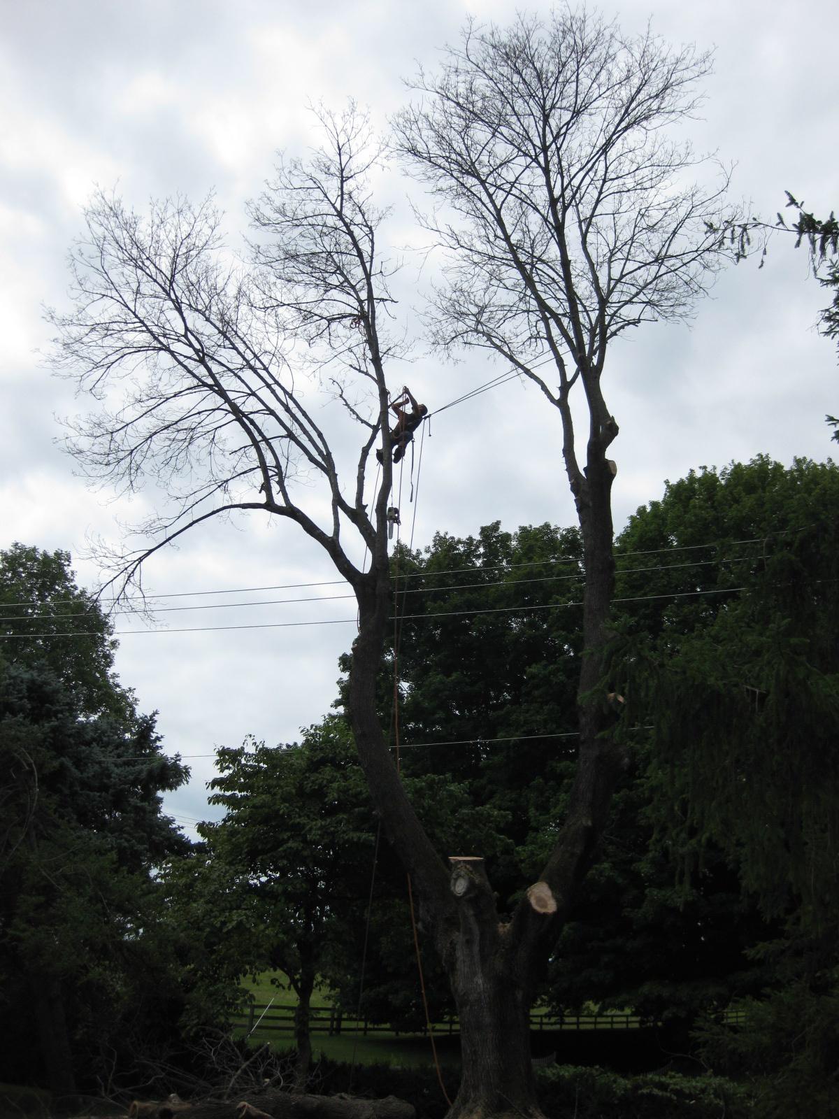 Tree Removals