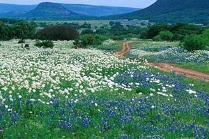 Texas Bluebonnets