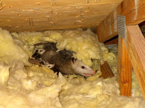 Opossum and babies in attic