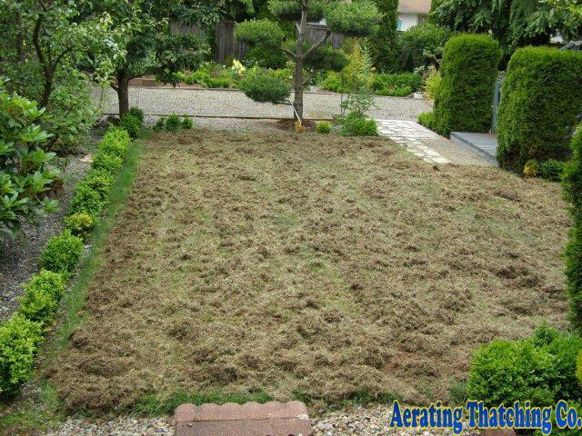 Picture of Lawn Thatched in Seattle