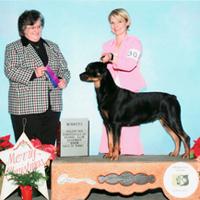 Conformation training with a Rottie