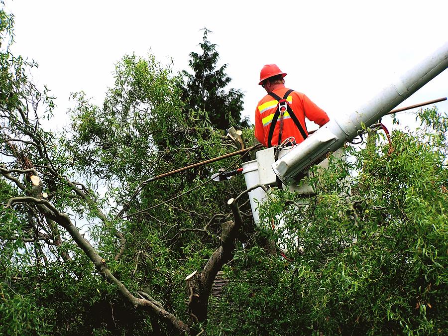 Suffolk Tree Services