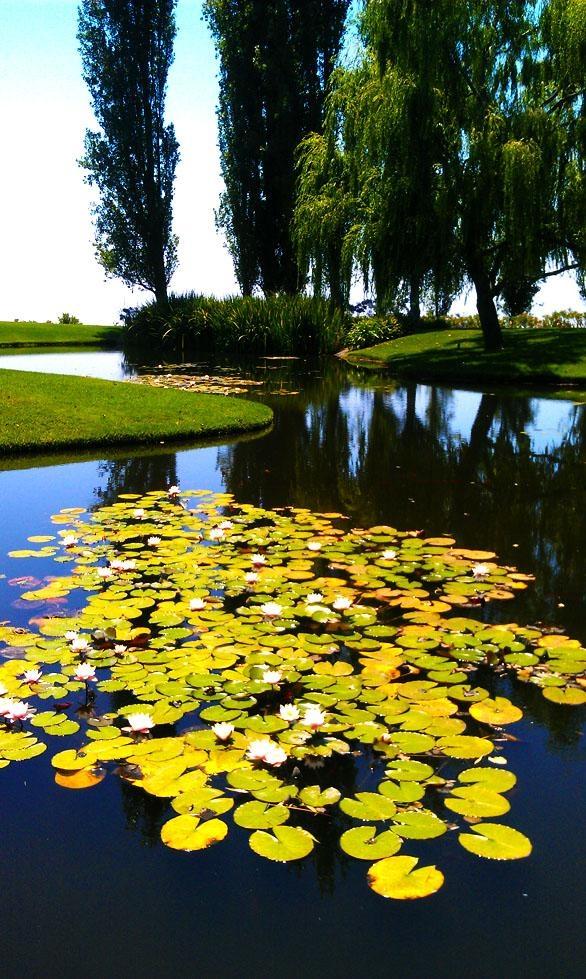 Pond and Water Garden Supplies