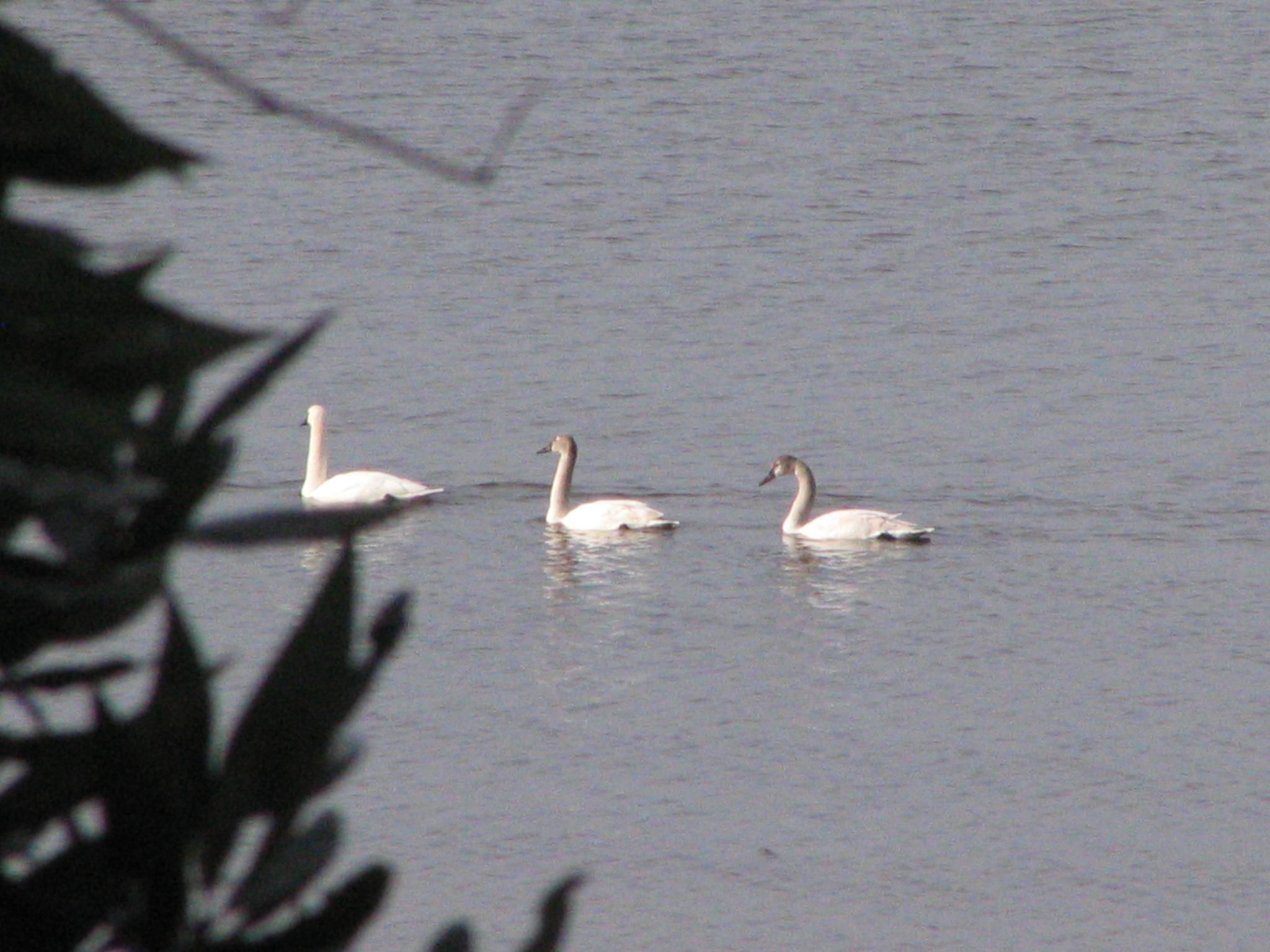 Tundra Swans at The Inn