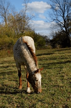 Spend several days and really learn to ride at First Farm Inn.