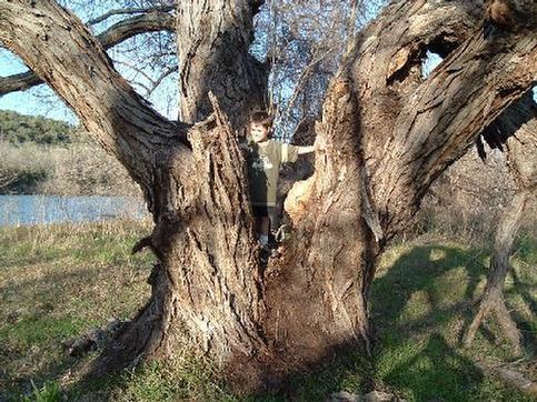 tree removal