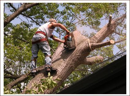 Paul Bunyan Tree Services