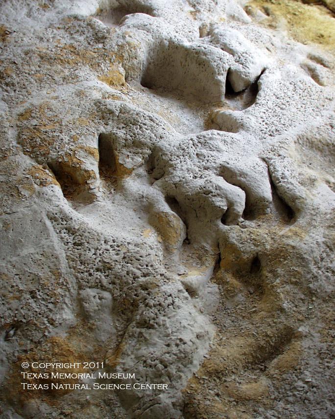 Glen Rose Dinosaur Tracks