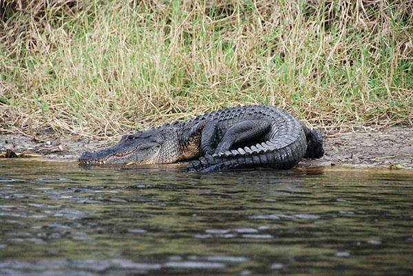 Myakka River Alligator Kayak Tour in Sarasota