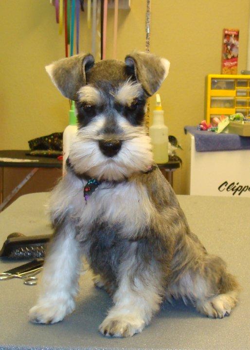 Puppy Schnauzer Cut