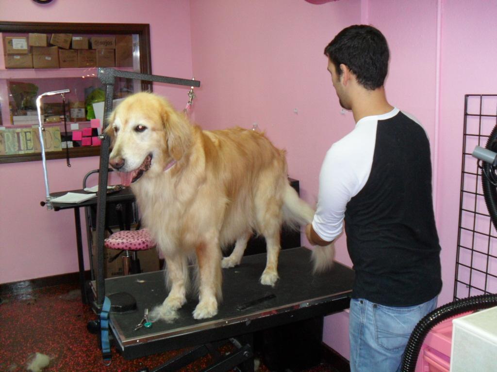 Daron - Grooming Golden Retriever