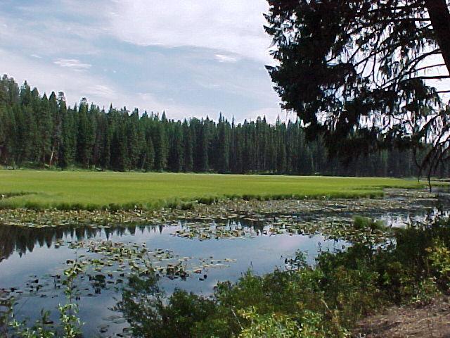 The Meadow Marsh and Ponderosa State Park