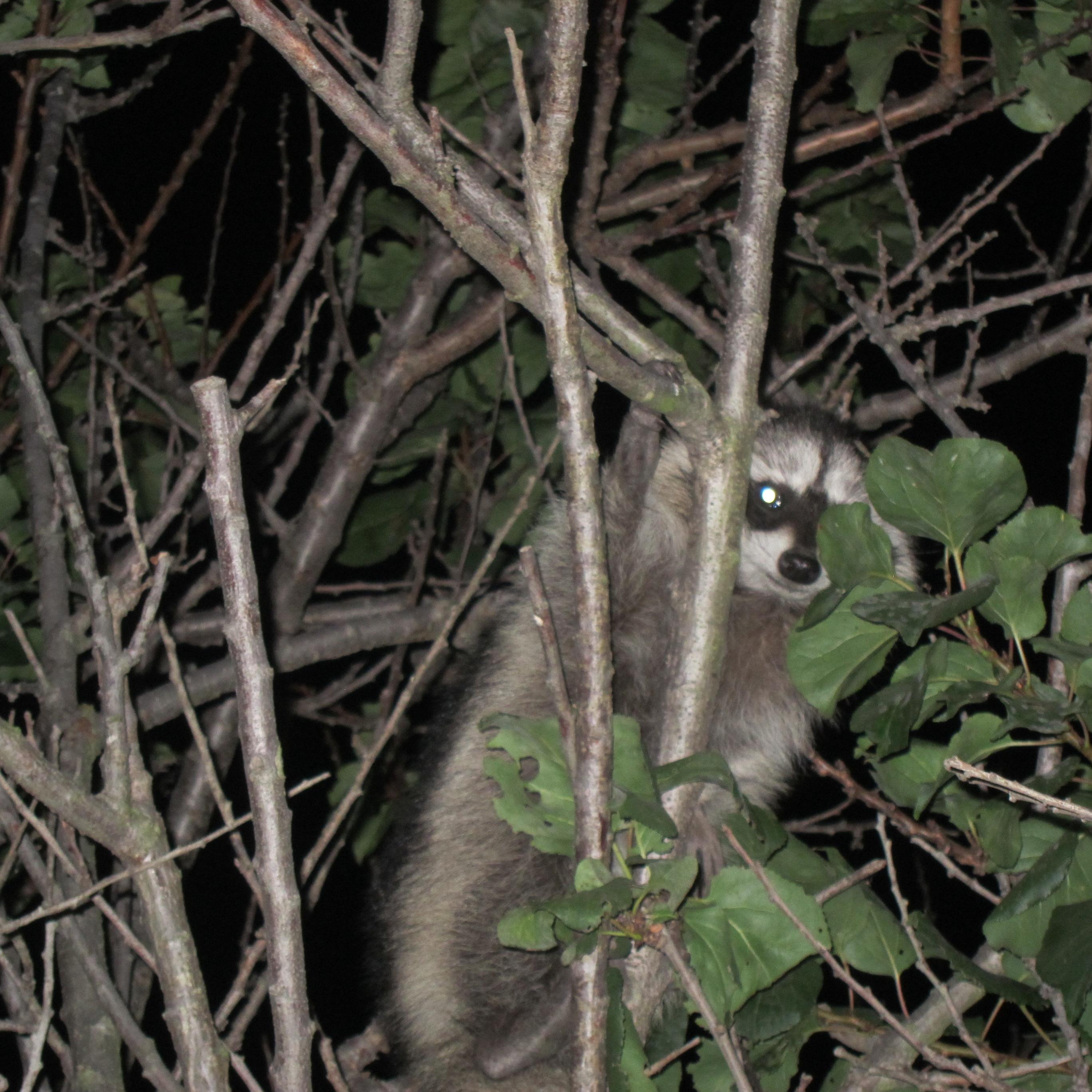 Masked bandit caught red-pawed!