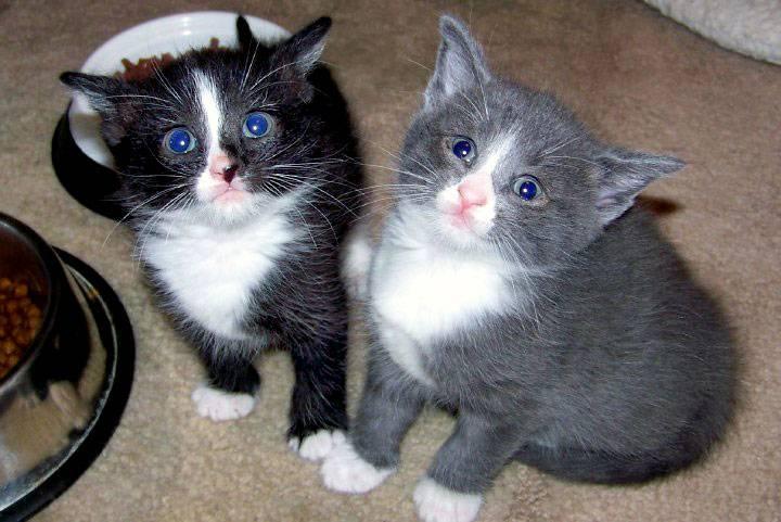 Kittens in foster care in a DHA volunteer's home