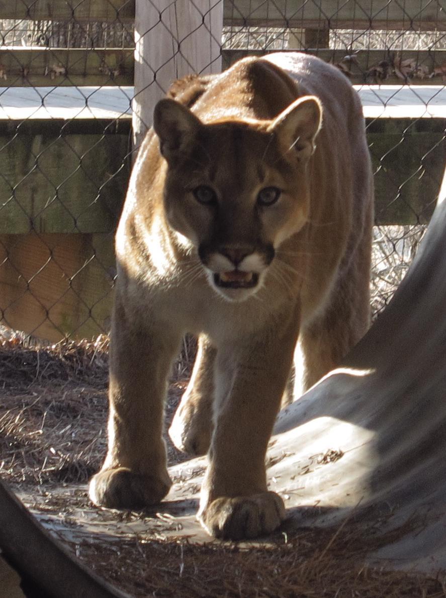 One of the WNC Nature Center's cougar brothers.