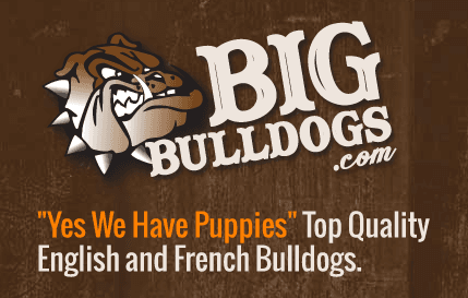 BigBulldogs.com