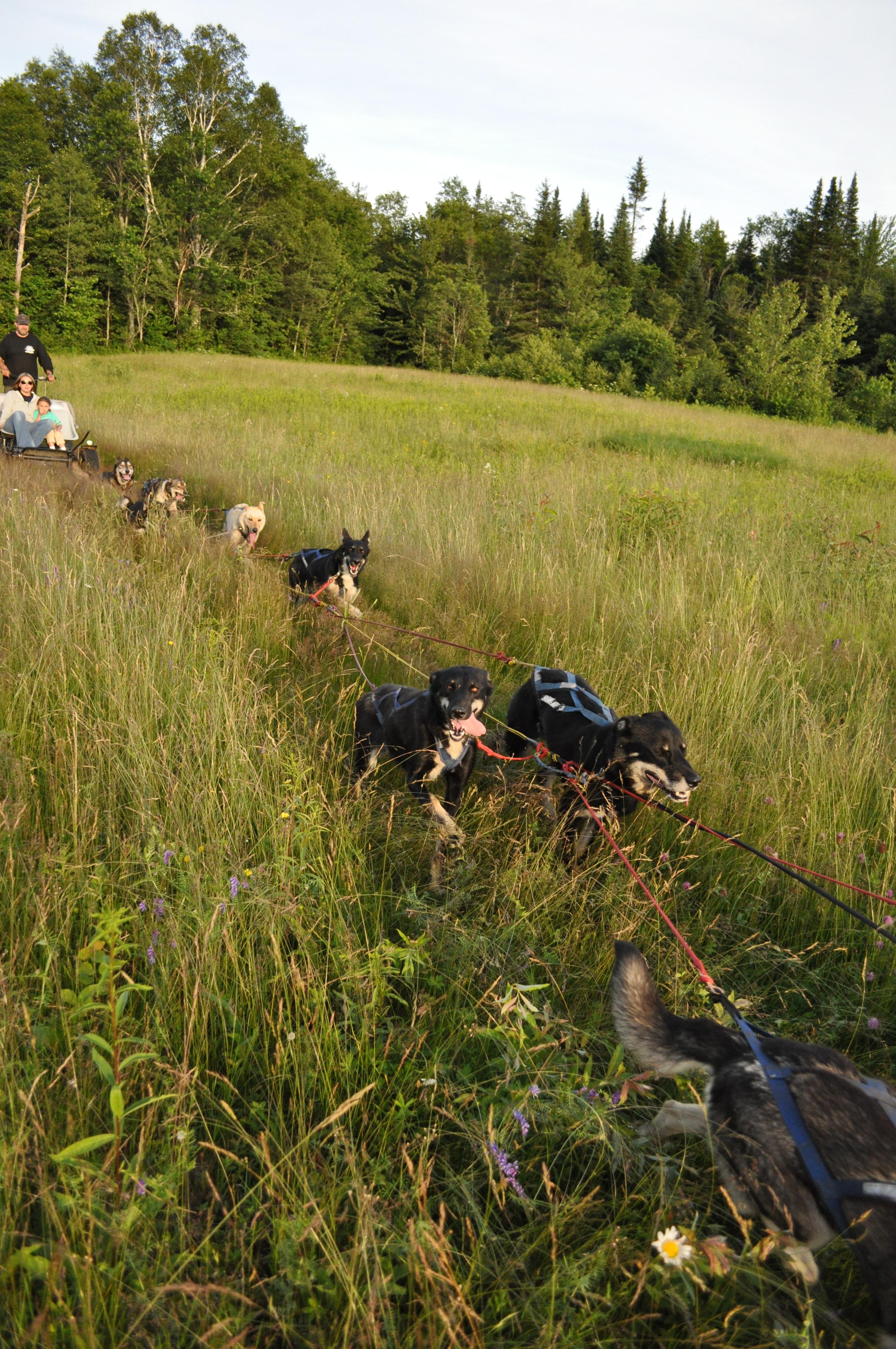 Summer Rolling Dogsled Adventure!