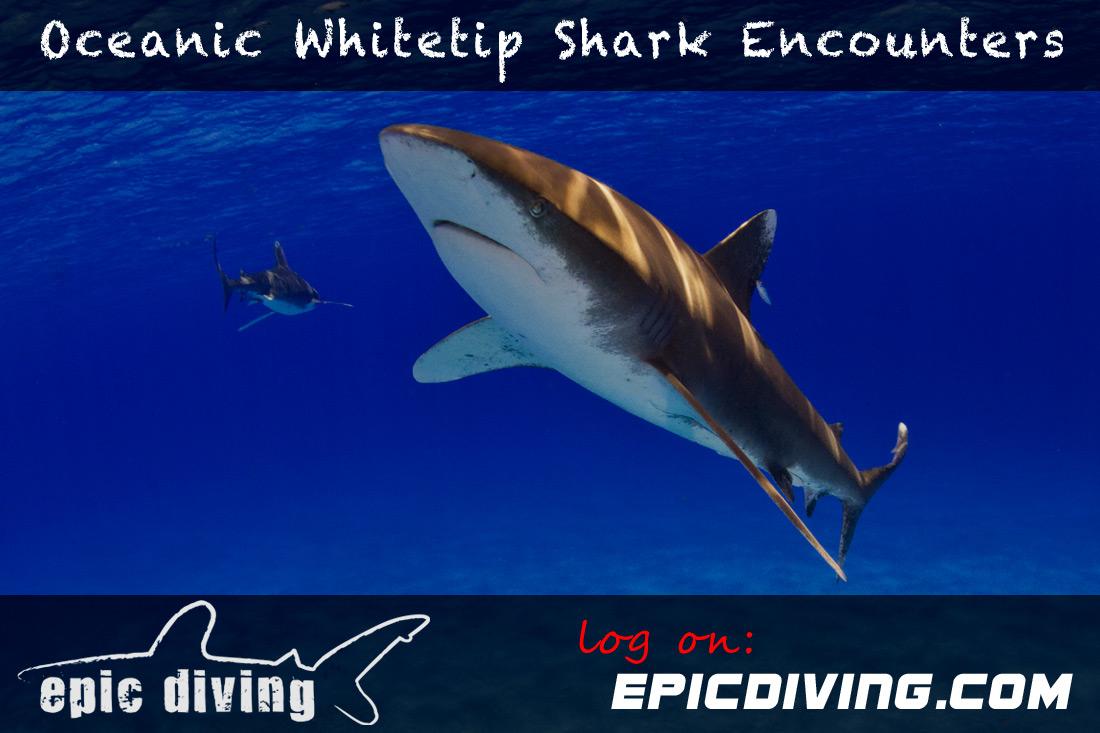 Shark Diving Encounters