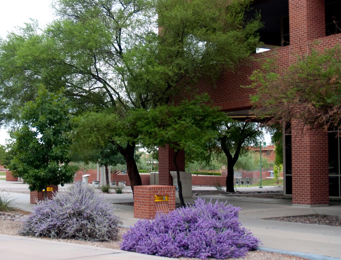 Arizona Health Sciences Library