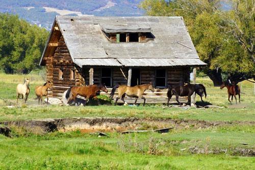 Horse Play in Huntsville, Utah Ogden Valley