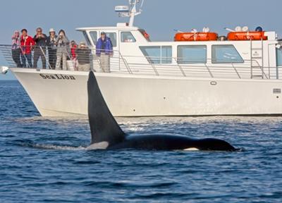 The MV Sea Lion with a transient orca whale off San Juan Island