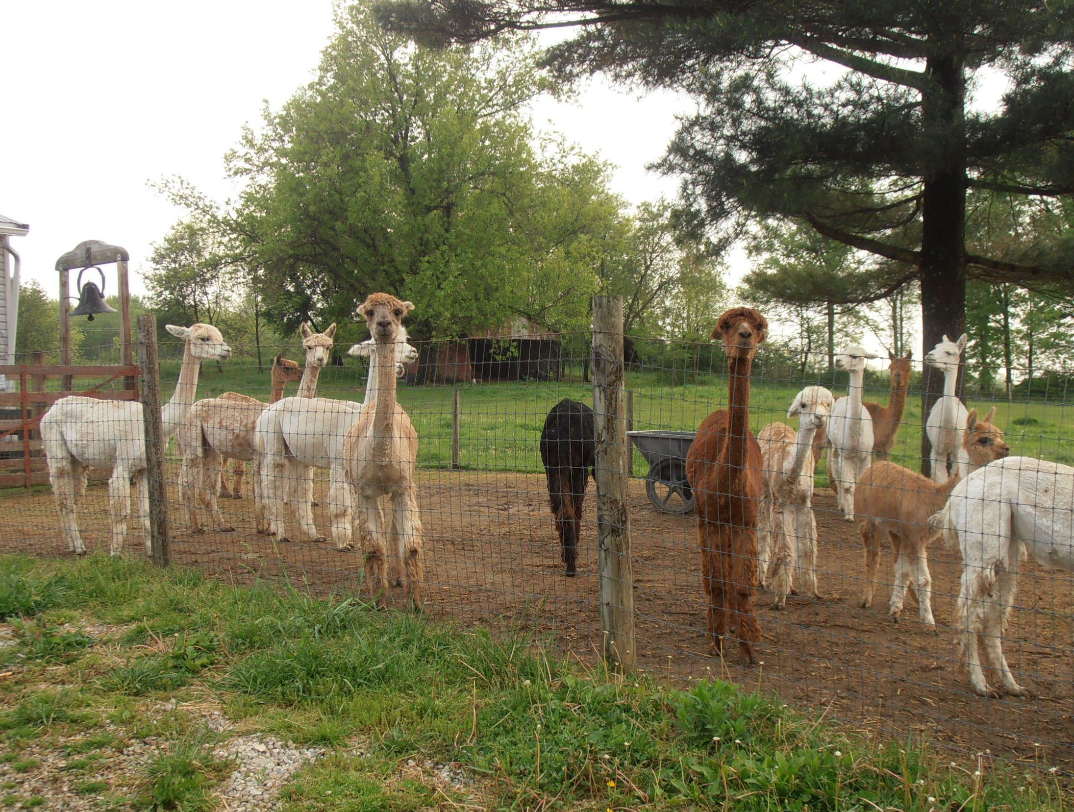 Alpacas