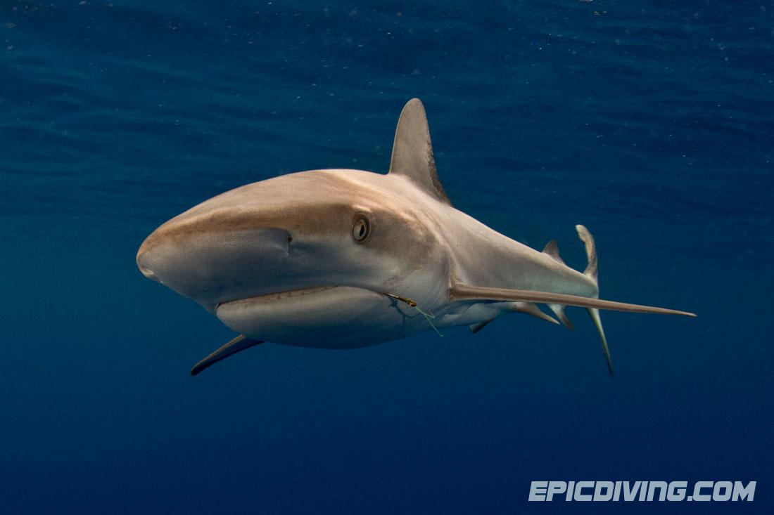 Dusky Shark