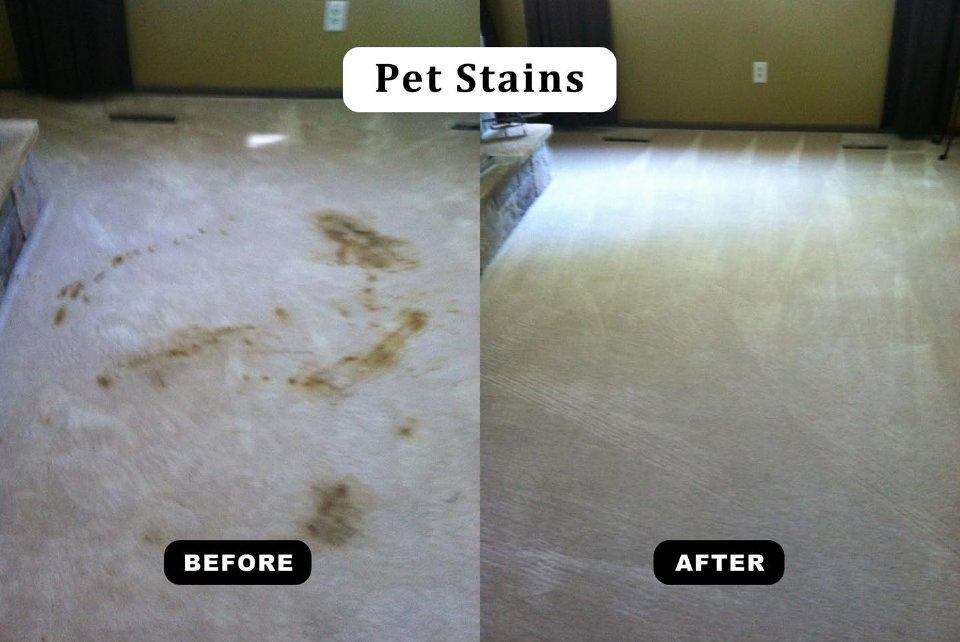 Pet Stains Removed