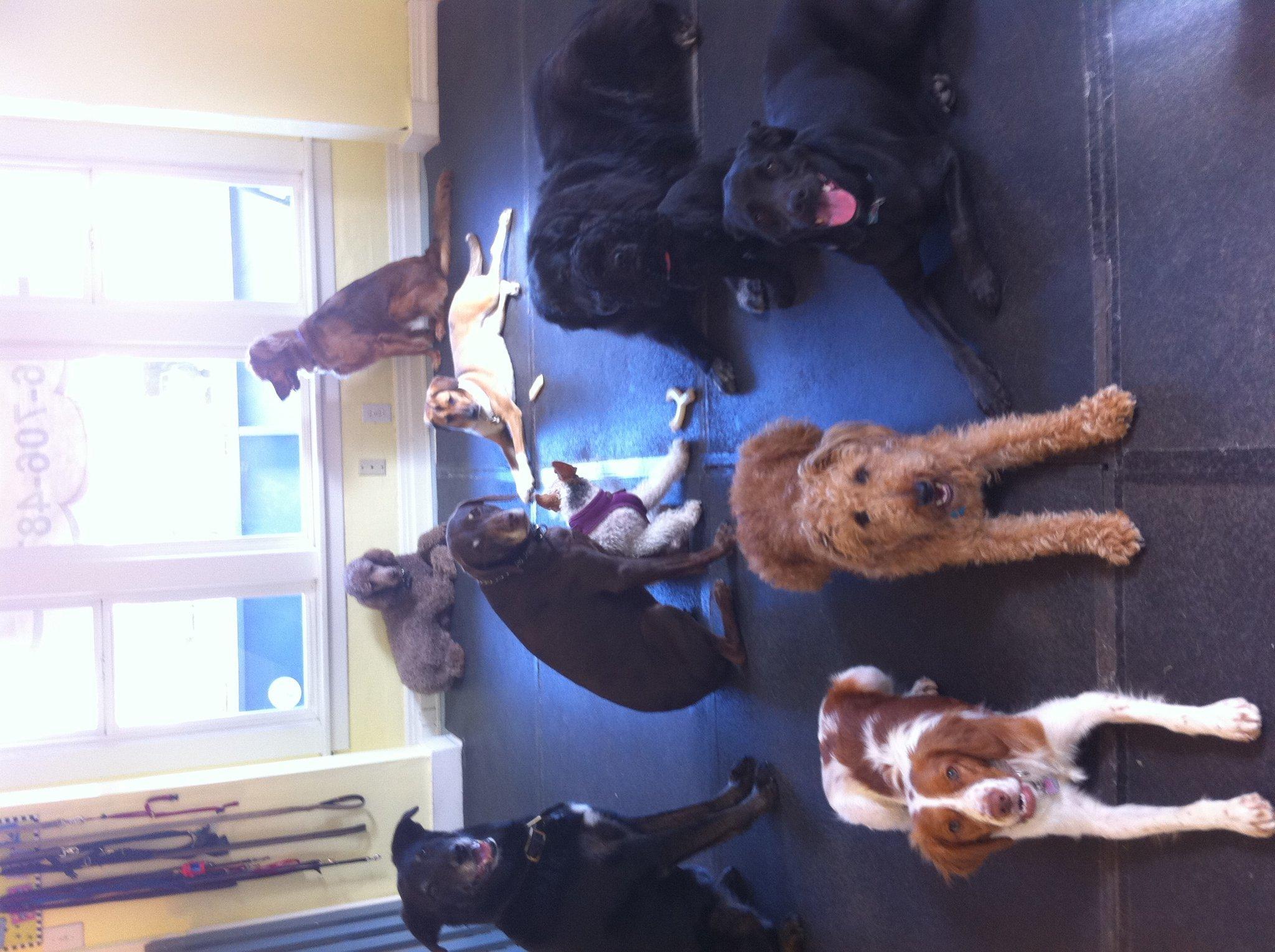 seattle dog daycare