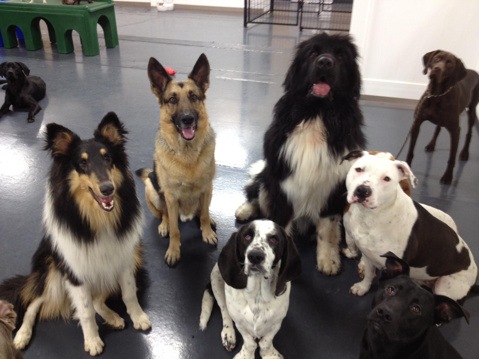 Metro Dogs Daycare & Boarding