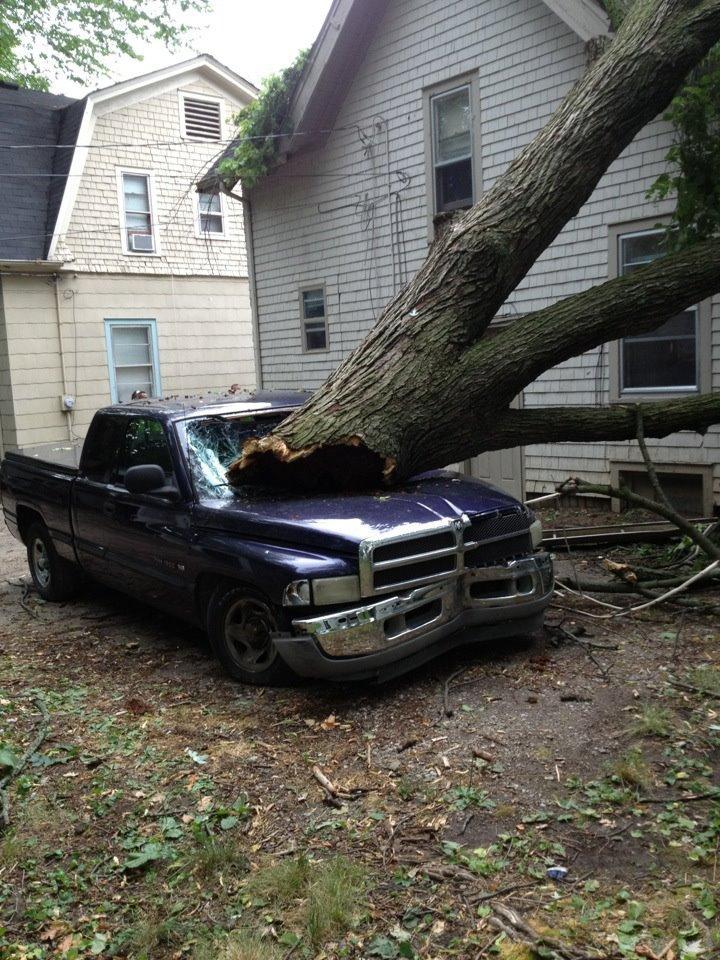 ReAction Tree Service http://www.ReActionTree.com West Bloomfield, Michigan