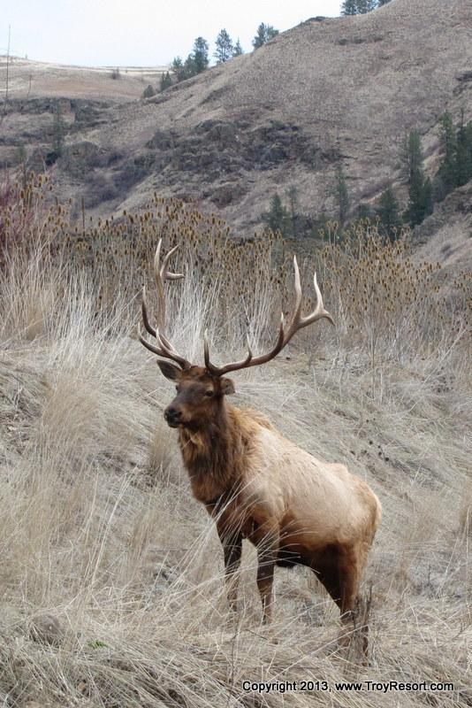 Bull Elk