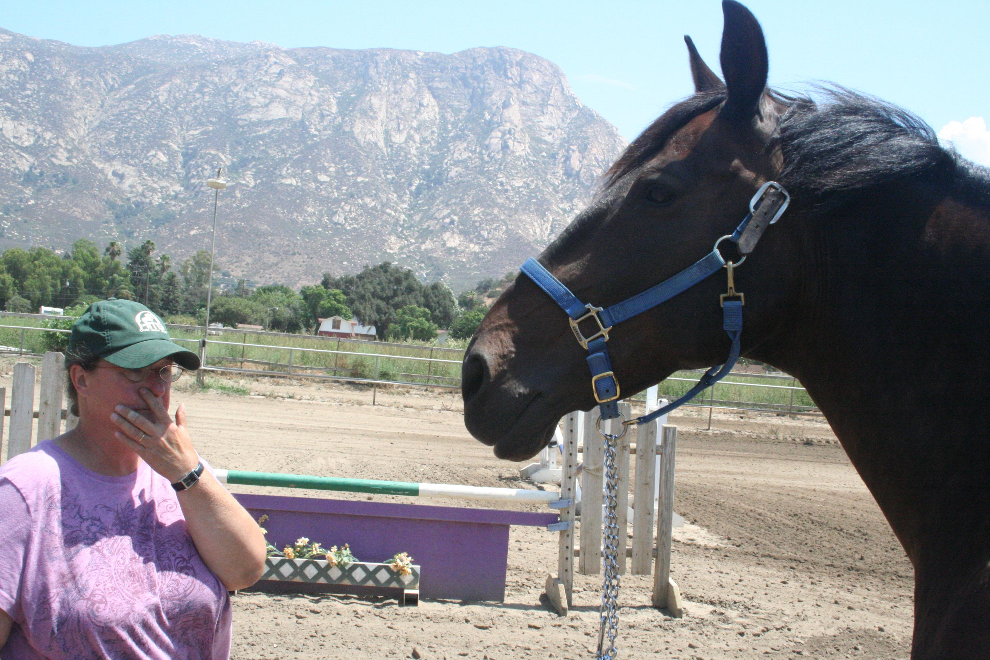 Linda Levy - Riding Instructor / Trainer