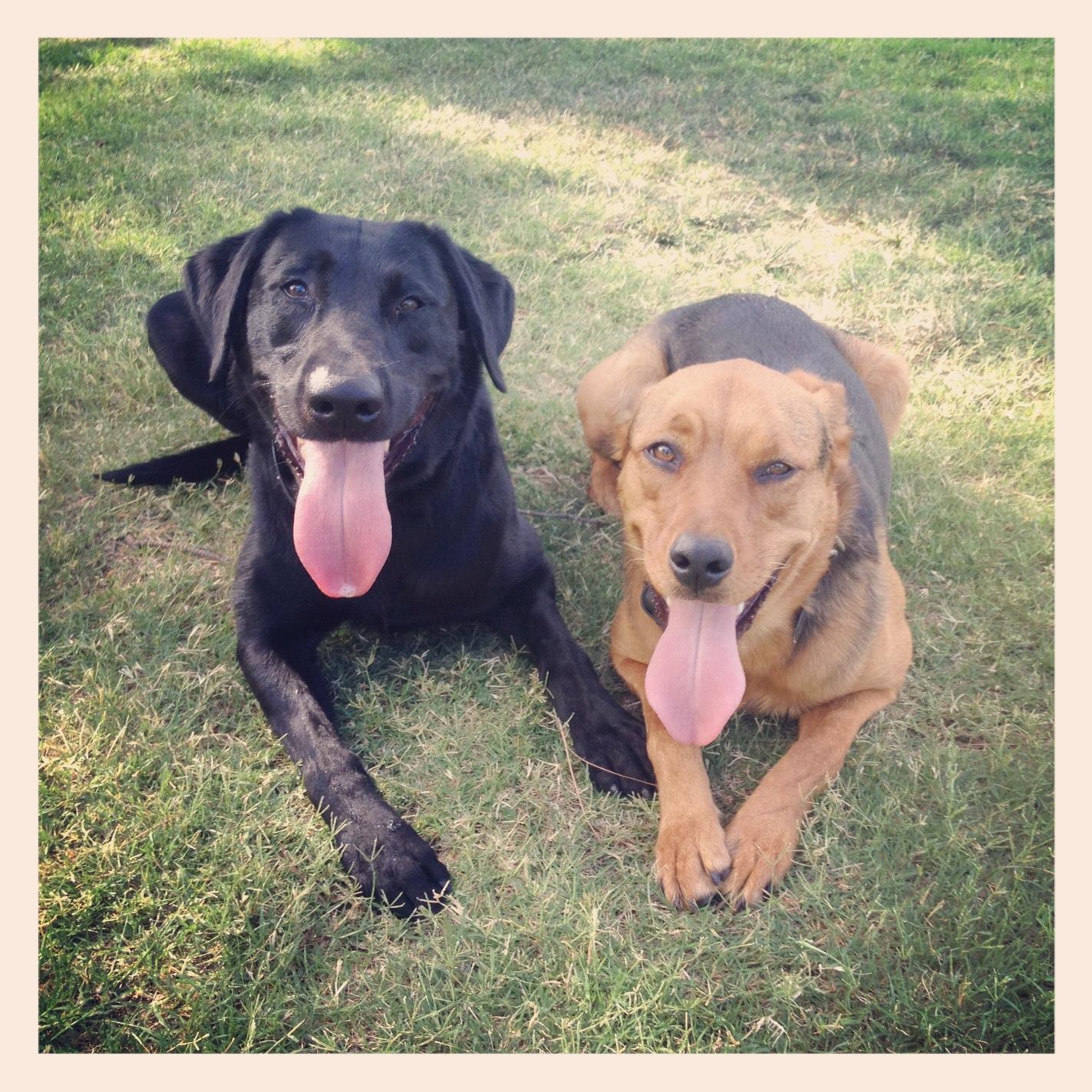 Two Dogs doing a down stay - Tulsa, OK