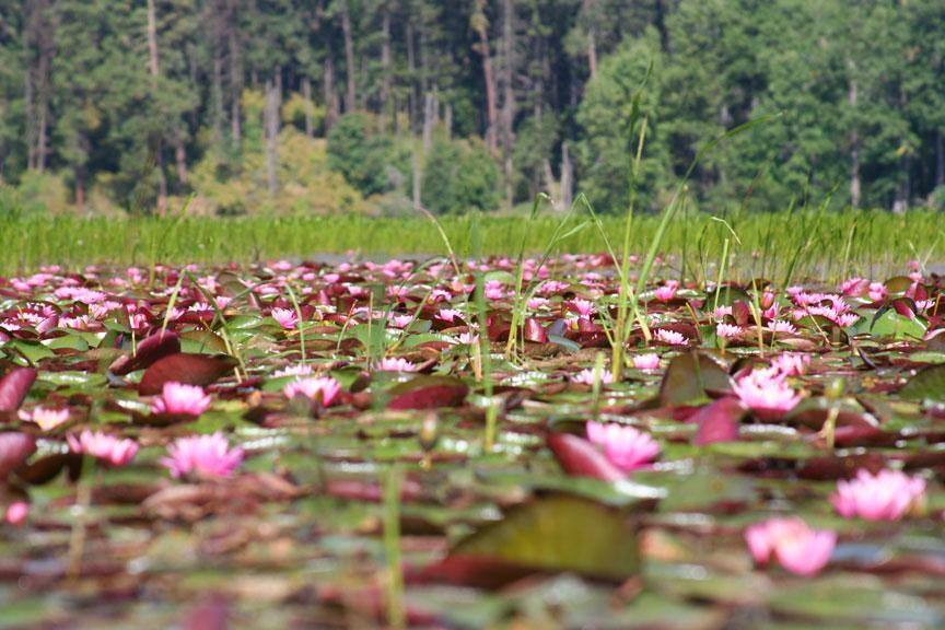 Lilies at Heyburn State Park