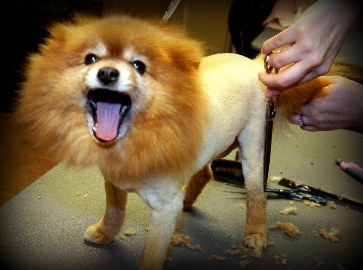 Lion cut on a pomeranian