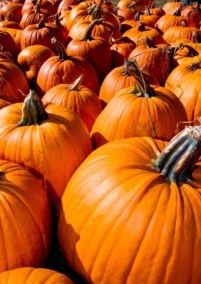 Pumpkins right off the vine.