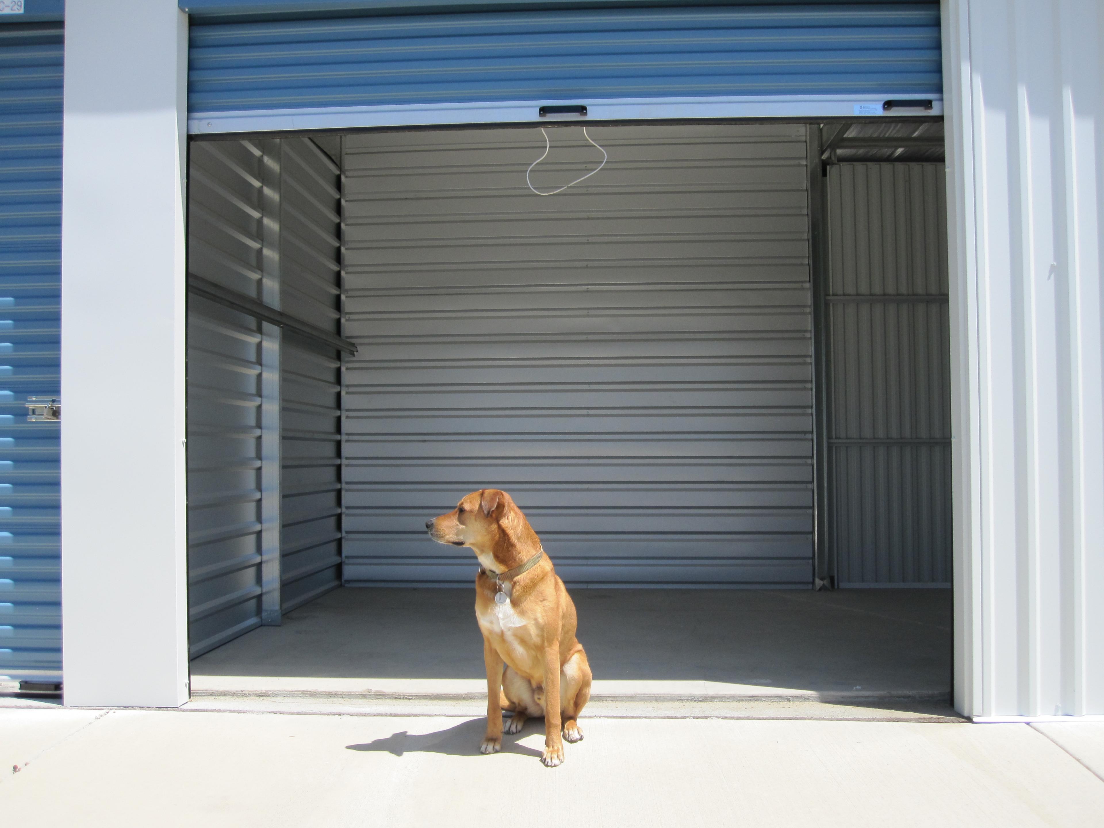 Chopper the office dog