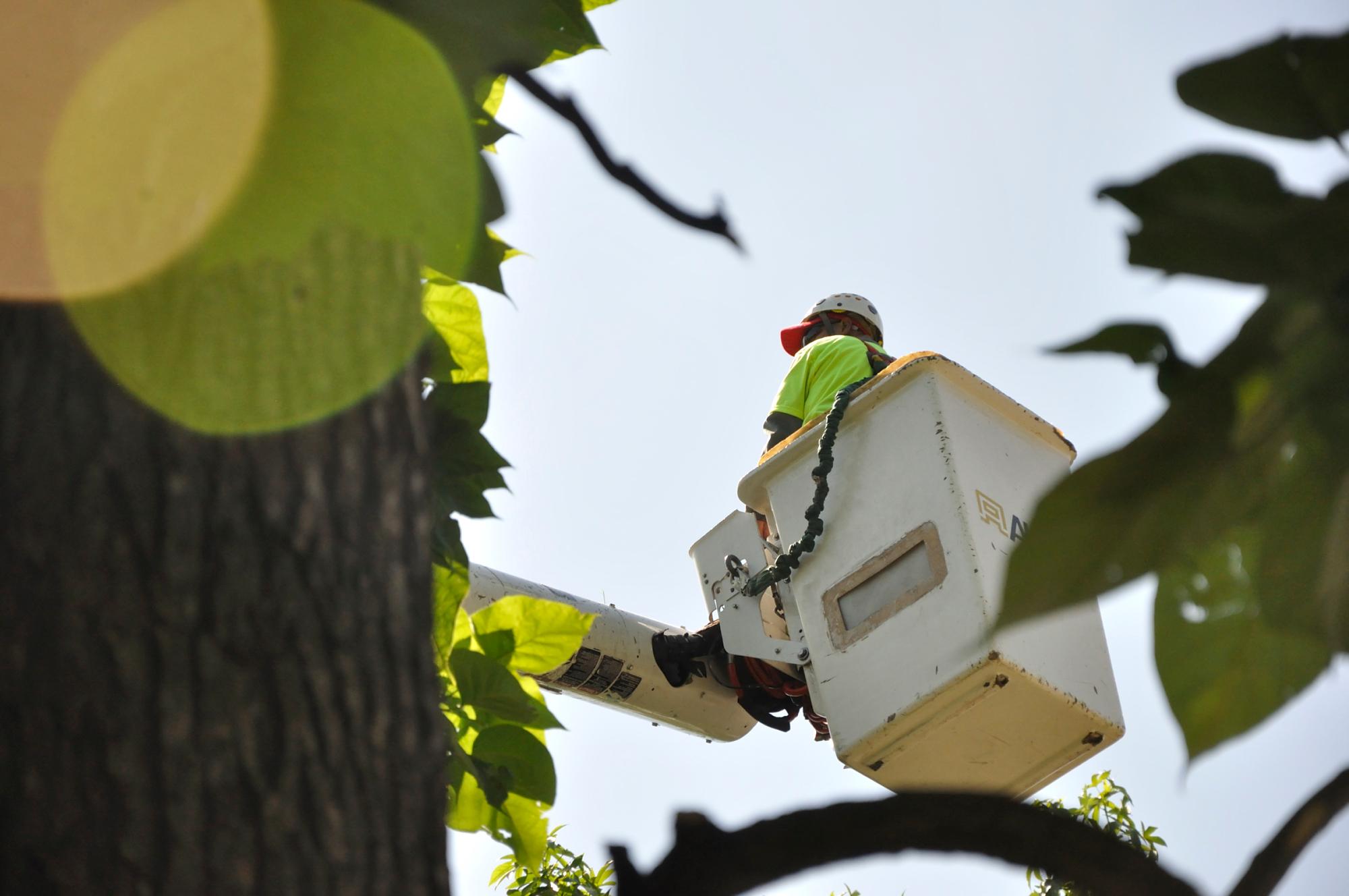 All Points Tree Service